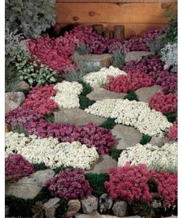 50 Alyssum SEMPLES Wonders Next Mix Mix Annual - Buy Online on GoSupps.com