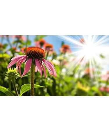 Indigo Herbs Echinacea Root powder 100 g - Buy Online on GoSupps.com