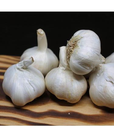 TRS Garlic Powder 100g - Premium Quality Spice for Cooking - Buy Online on GoSupps.com