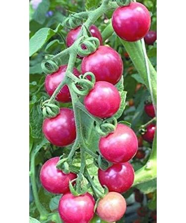 2G / 40 Pink Cherry Tomatoes - Buy Online on GoSupps.com