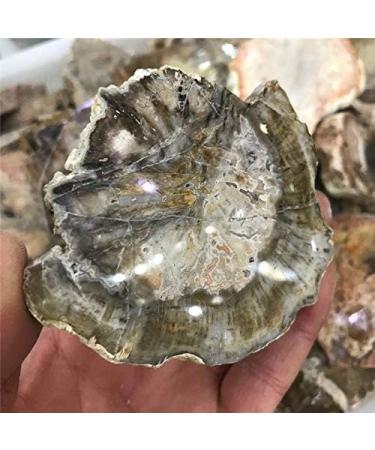 1pc raw Natural Silicified Wood Quartz s Rough Crystal Grain Stone Crafts for Decorative Gift Natural Stones and Minerals - Buy Online on GoSupps.com