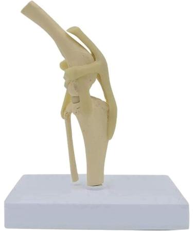 Animal Joint Model - Dog Knee Joint Model - Teaching Model of Dog Knee Joint Medicine - Used for Demonstration Assistance