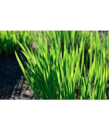 Organic Hard Red Winter Wheat Berries from Rocky Mountains - Cache Harvest Co. Premium (10 oz) - Buy Online on GoSupps.com