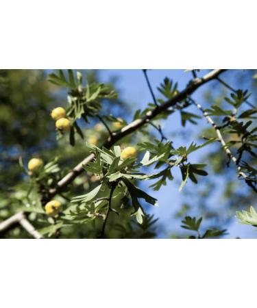 Wild Hawthorn Marmalade Sugar Free - 100% Fruit Spread for Breakfast Waffles - Keto Friendly - 7.05 oz - Buy Online on GoSupps.com