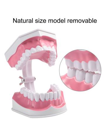 Buy Adult Dental Teeth Model | High-Quality Removable Teaching Model & Toothbrush for Effective Oral Care Education - Buy Online on GoSupps.com