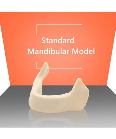 High-Quality Dental Teeth Model Upper Jaw for Implant Practice | Standard Oral Demonstration Tool - Buy Online on GoSupps.com
