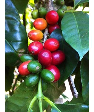 100% Jamaica Blue Mountain Unroasted Coffee - 16oz | Kosher Certified - Buy Online on GoSupps.com