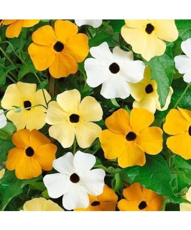 Black Eyed Susan Sunrise Mix - 35 semi - Thunbergia Alata - Vine scalatore - NPWS