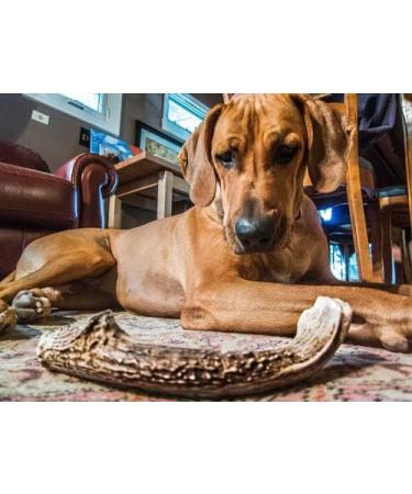 Dog gnaws Deer Antlers for Dogs Large Dog Antler Natural Dog Treats and Chews GradeA Sustainable Puppy Teething Toys & Dental Sticks Naturally-Shed Nutritious Dog Chew Toys Bones 135g-165g - Buy Online on GoSupps.com