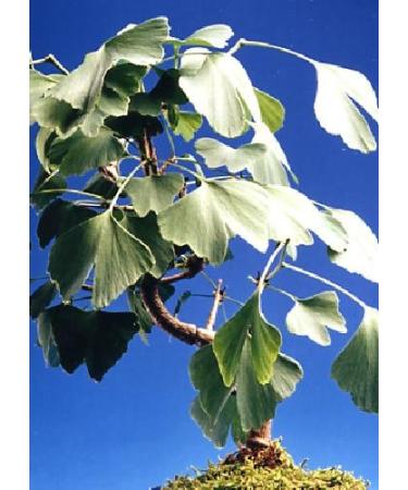 TROPICA - Ginkgo biloba (Ginkgo biloba) - 4 Seeds - Cold-Resistant