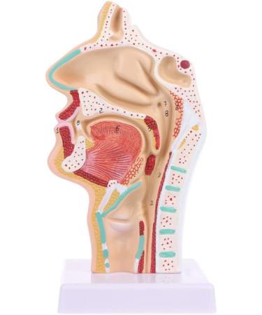 Human Nasal Anatomy Model Pathology Nose Otolaryngology Model Human Nasal Cavity Model Medicine Teaching - Buy Online on GoSupps.com