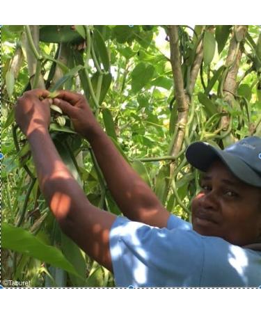 10 gousses Taille XL + 2 offertes ! - Vanille Bourbon naturelle XL 16-18 cm Premium 2025 TRES CHARNUES - Buy Online on GoSupps.com