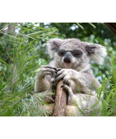 Eucalyptus Essential Oil 100% Pure 2oz. - Buy Online on GoSupps.com