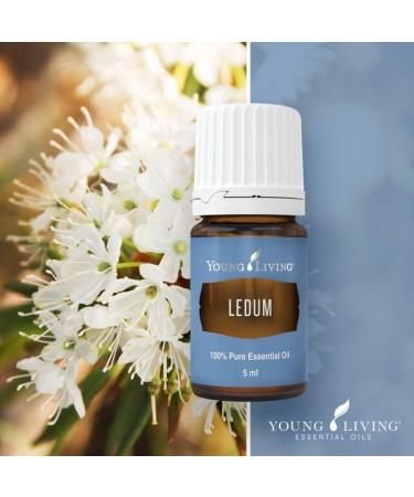 Young Living Ledum Essential Oil - 5ml | Natural Meditation & Yoga Diffuser Scent | Spiritual Cleansing & Harmonizing Aroma for Prayer & Massage - Buy Online on GoSupps.com