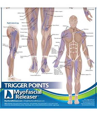 Triggerpunkt anatomy card-office work poster for the reference of massage therapists physiotherapists chiropractors trainers-pressure point and pain card