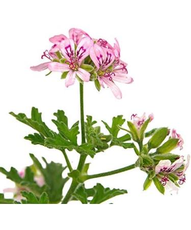 GERANIUM ROSAT - 200mL - ORGANIC Hydrosol - Buy Online on GoSupps.com