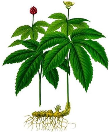 Goldenseal Root Super Strength Holistically Standardized Fluid Extract. 70 Servings NATURAL BERBERINE - Traditional Herbal Immune Enhancer & Bitter to Aid Digestion - Gluten-Free Non-GMO Kosher Corn-Free Soy-Free Vegan & Paleo (50 ml) - Buy Online on GoSupps.com