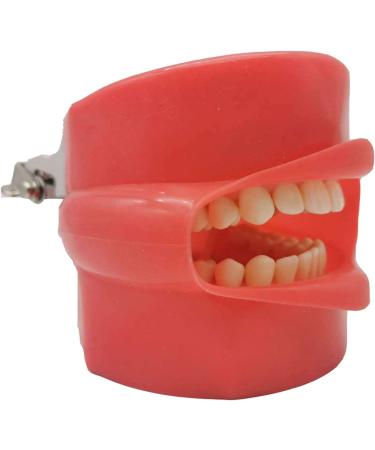 AWJ Dental Anatomy Cavity Cover Models - 28 Screwproof Teeth for Dental Students & Stomatology Training - Buy Online on GoSupps.com