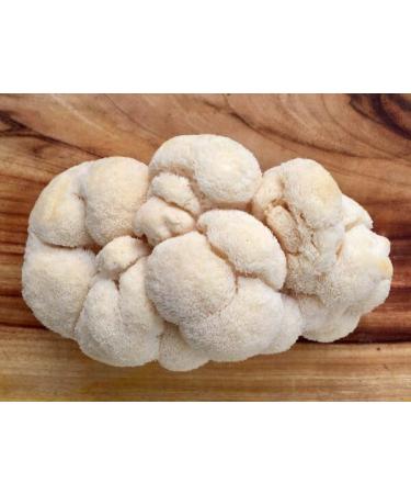 Organic Lions Mane Mushroom Coffee | 250G | Ground Organic Arabica Beans - Buy Online on GoSupps.com