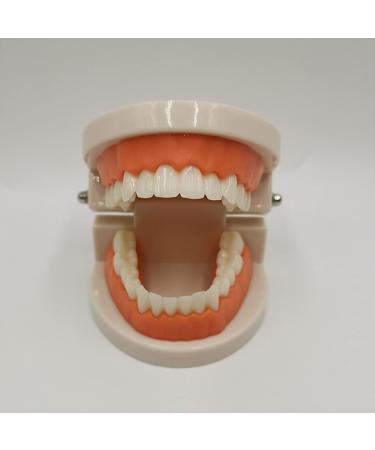 Qqbaihuo Removable Simulation Toothbrush Model - Teaching Prosthesis for Men & Women - 6 Pairs for Caries & Missing Teeth - Buy Online on GoSupps.com