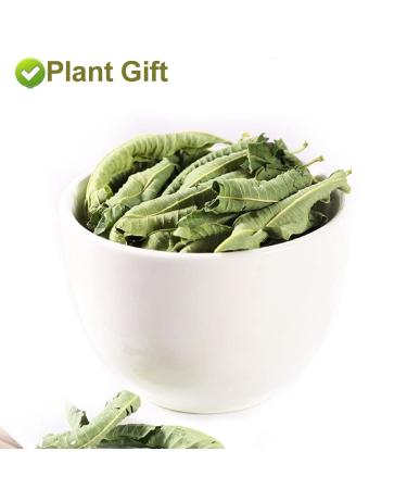 Organic Lemon Verbena Leaves 20G/0.7oz - GMO Free, Caffeine Free Herbal Tea - Buy Online on GoSupps.com