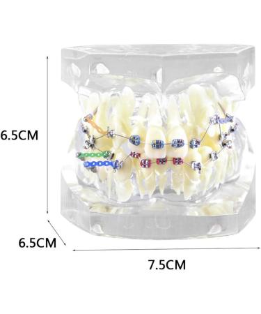 Dytah Dental Painting Model - Orthodontic Treatment with Brackets & Buccal Tube for Malocclusion Study & Lessons - Buy Online on GoSupps.com