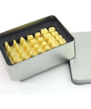 Bative 1.2-Fold Oral Dental Model - Enlarged Tooth Morphology for Students & Professionals | International Shipping Available - Buy Online on GoSupps.com