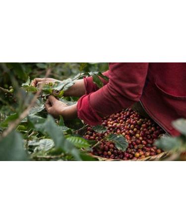 Decaffeinated Coffee Beans 1kg Natural 100% - Intense Espresso Flavor from Colombia and Brazil - Buy Online on GoSupps.com