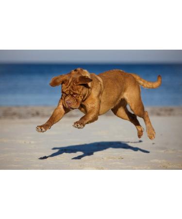 Canimove Hepar (NEW) - 100 Capsules for Dog Liver Support with Caraliv Silymarin & Choline | Veterinary Supplement - Buy Online on GoSupps.com