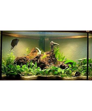 TM Aquatix Aquarium Wood Decoration Premium Pieces 100% Natural (10-15cm Mangrove) - Buy Online on GoSupps.com