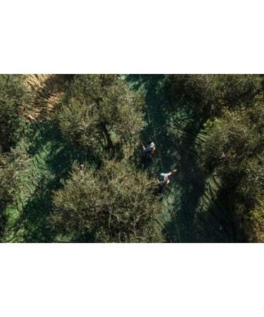 Marina Colonna Classic Anfora Olive Oil 750 ml New Harvest 2019/2020 - Buy Online on GoSupps.com