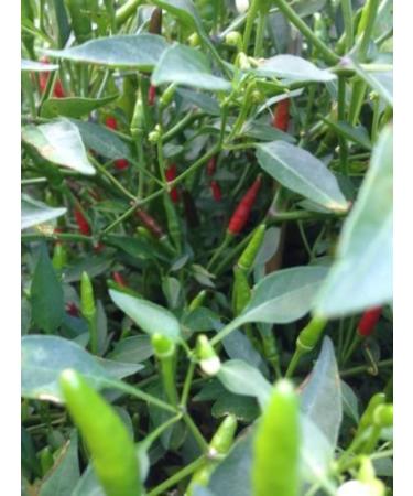 Thai Sun Hot Pepper 30 ++ sementi biologiche molto raro Pepe!