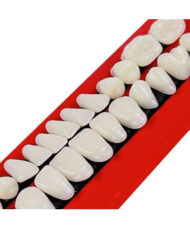 Baokuan 28PC Dental Teeth Lessons Model - Realistic Resin Tooth Substitute Set for Educational Use - Buy Online on GoSupps.com