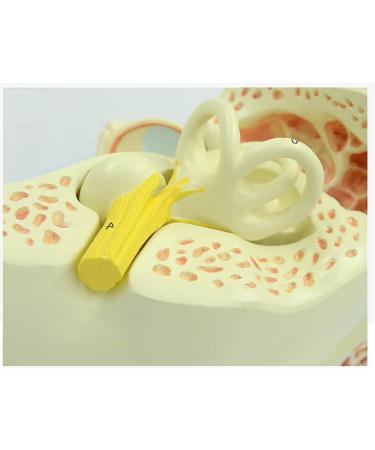 3X Human Ear Template Enlarge 6-Piece Ear Anatomy Professional Ear Professional Ear Template Watch External Average Ear (Size: 34x20x21cm) - Buy Online on GoSupps.com