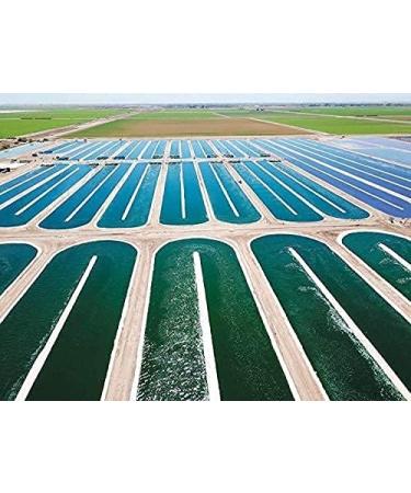 Earthrise Spirulina Natural Powder 16oz Natural Premium Spirulina from California- Vegan Gluten Free Keto Friendly Non -GMO Super Food high in Vitamins & Minerals. (1 LB) - Buy Online on GoSupps.com