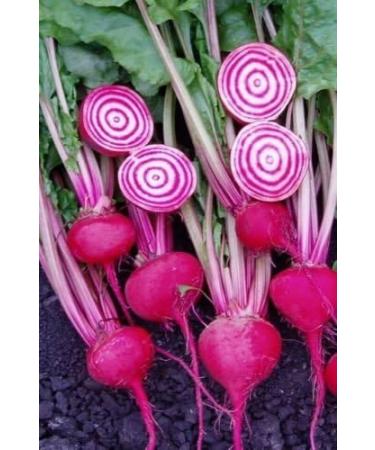 100 + Chioggia barbabietola semi-Candy Stripe-Open Pollinated- Non-OGM-organico - Buy Online on GoSupps.com