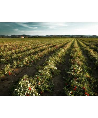 Mutti Parma Tomato Pizza Sauce with Parmigiano Reggiano Cheese 14 oz - Pack of 6 | Vegan & Gluten Free | Italy's #1 Tomato Brand | No Additives | Preservative-Free - Buy Online on GoSupps.com