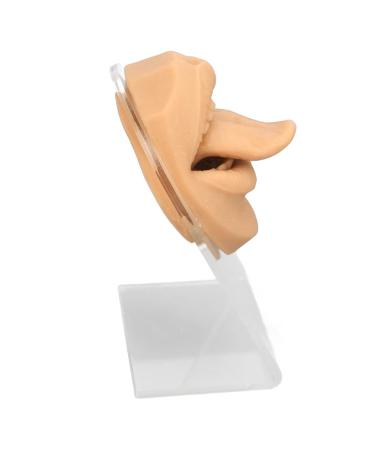 Realistic Human Tongue Mouth Model for Drilling Practice | High Elastic Simulation - Skin Color - Buy Online on GoSupps.com
