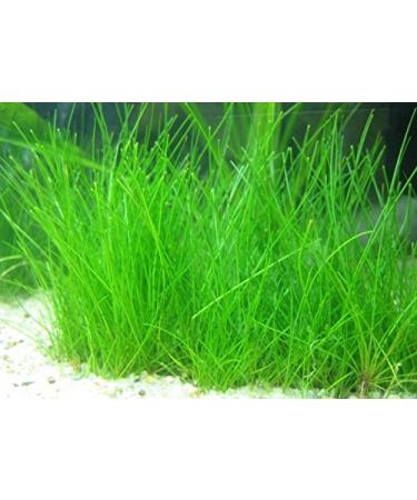 Dwarf Hairgrass Clumps Eleocharis Parvula - Live Aquarium Freshwater Plant