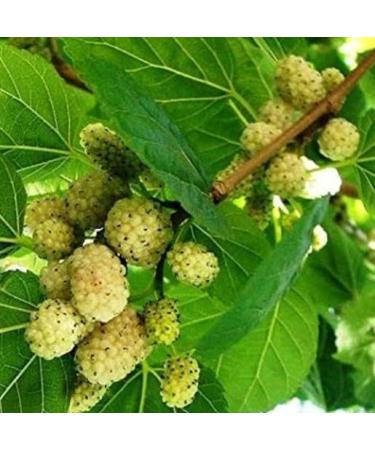 Mulberry Dried White Mulberry Sang Shen Zi 150g - Buy Online on GoSupps.com