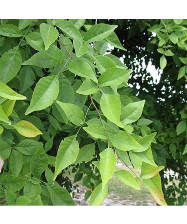 NN Vilvam Leaf Powder 100 g - Buy Online on GoSupps.com