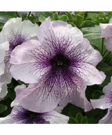 30 + Semi/Pack Petunia Grandiflora Prism Blackberry Sundae Semi di fiori/Annuale