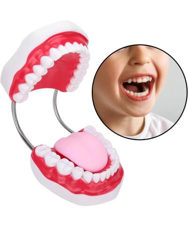 Teeth Model with Toothbrush - Ideal for Hospitals & Kindergartens | Teach Toddlers Oral Hygiene - Buy Online on GoSupps.com