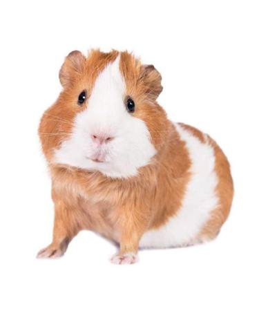 Specxs microfibre cloth - Animal - Guinea pig - suitable for all optical surfaces (18x18cm) - washable