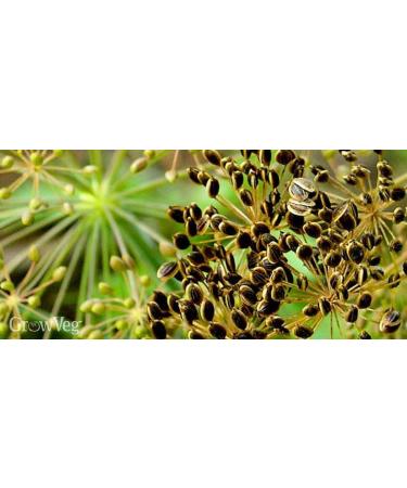 Dill seed 150 g natural Dill seeds Aneth natural dill seeds  - Buy Online on GoSupps.com
