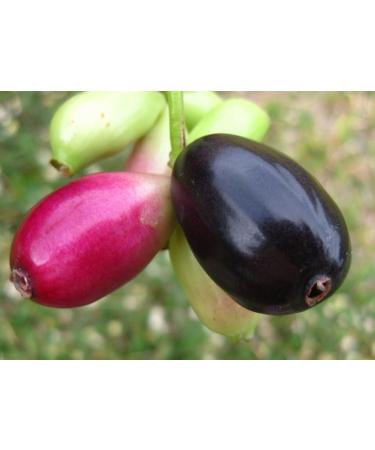 Foodherbs Jamun Seed Powder (200 GMS / 0.44 LBS) Syzygium Cumini/Naval Kottai - Buy Online on GoSupps.com