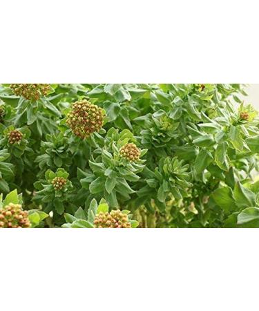 Rhodiola Rosea Powder - 250g (Quality Assured) - Pack of 1 - Buy Online on GoSupps.com