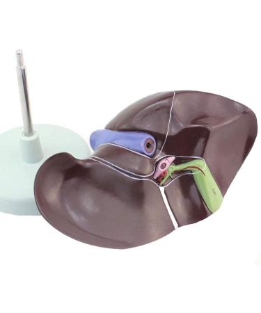 1: 1 Anatomical Human Liver Liver Lobe Gallbladder Model Medical School - Buy Online on GoSupps.com