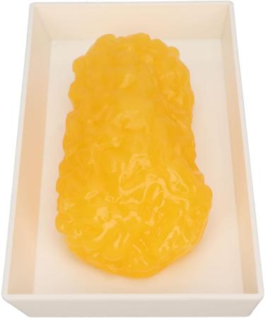 Fat Replica 1 Lb Real Soft Touch Fat Model A True Replica of Human Fatty Tissue for Anatomy Physiology Science Technology Students Nutritionists Doctor Dietitians - Buy Online on GoSupps.com