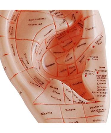 Buy Heaaut English Version Ear Acupuncture Earpins for Effective Auricular Therapy - International Shipping Available - Buy Online on GoSupps.com